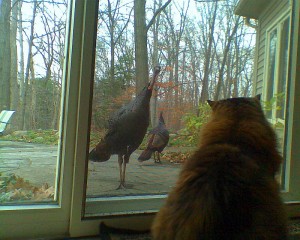 spaz_turkeys_2